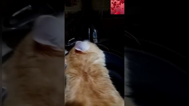 дворовому кот