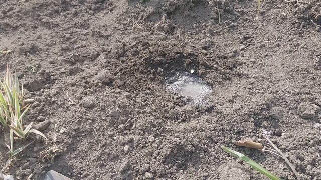 Пересадка подарочной хризантемы в открытый грунт и цикламен. смотреть онлайн