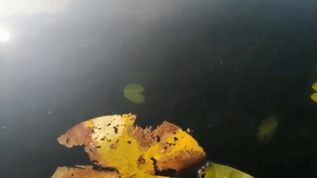 Рыбалка на озере Кривое смотреть онлайн