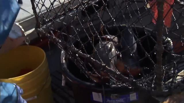 Meet Phil Harris, Black Cod Fisherman смотреть онлайн