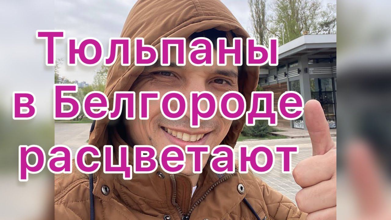Тюльпаны в Белгороде расцветают. 15 апреля 2024 г. смотреть онлайн
