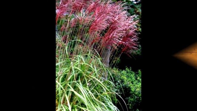 Trawy ozdobne: Miskant chiński Rotfeder- Miscanthus sinensis Rotfeder- Uprawa i Pielęgnacja смотреть онлайн