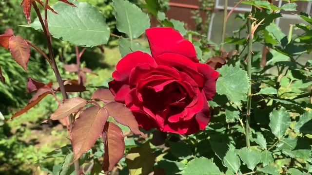 Роза Гиней! Которую никто не знает!!! смотреть онлайн