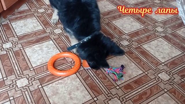 13. Барону исполнилось три месяца. Подарки от подписчиков ?? смотреть онлайн