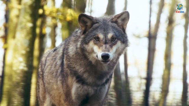 WOLF HOWLING SOUNDS | Listen to the Sound of Wolves Howling смотреть онлайн