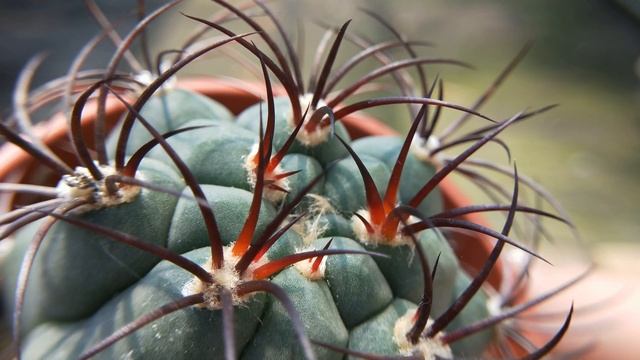 Gymnocalycium saglionis 仙人掌圖鑑 新天地 смотреть онлайн