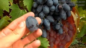 Виноград (Руслан) ранний гибрид