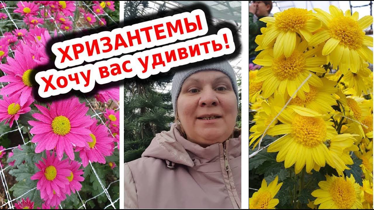 Осени прощальный взгляд. Время хризантем. смотреть онлайн