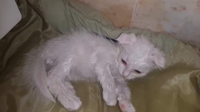 СПАСЕНИЕ МАЛЕНЬКИХ, БОЛЬНЫХ КОТЯТ или КАК ОНИ ОБРЕЛИ ДОМ