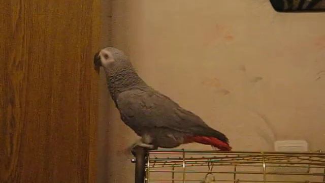 чихает)))))) смотреть онлайн