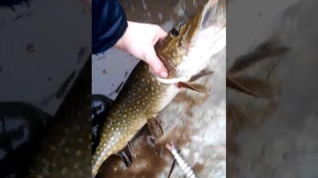 Щука 2300 - 2 февраля 2020 года -на спиннинг -блесна плотвичка-Старое озеро !!! смотреть онлайн