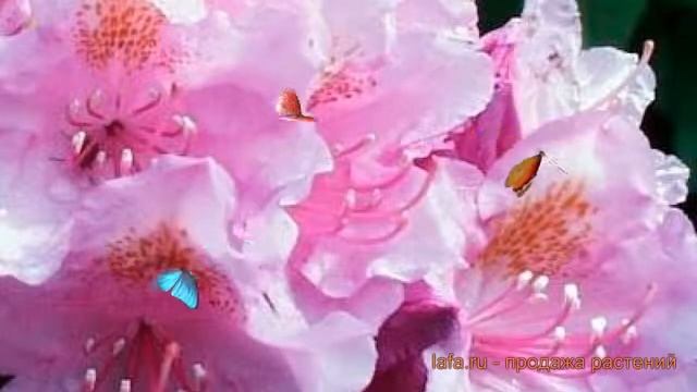 Рододендрон гибридный Алла (allah) ? обзор: как сажать, саженцы рододендроны Алла смотреть онлайн