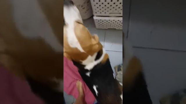 Бигль после купания) смотреть онлайн