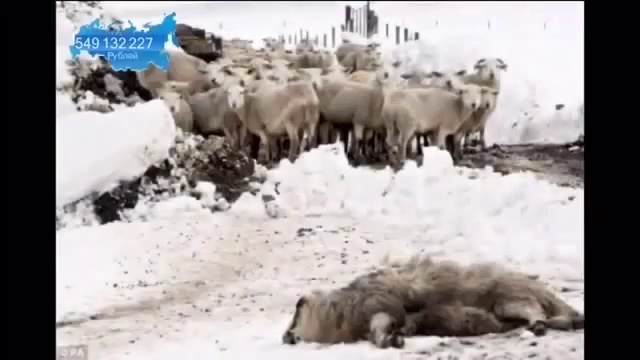 Гольфстрим мёртв. Новый ледниковый период. смотреть онлайн