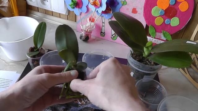 подростки орхидей из Азии. Как правильно пересаживать орхидею. Адаптация к комнатным условиям. смотреть онлайн