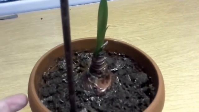 Амариллис или Гиппеаструм. смотреть онлайн