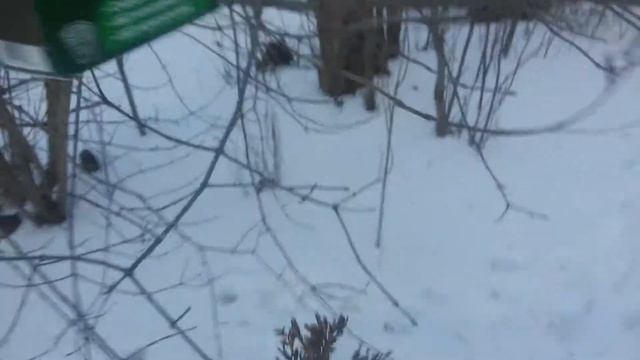Спасение зимующих птиц. смотреть онлайн