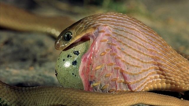 Snake Eats Egg [HD] / Змея пожирает яйцо смотреть онлайн
