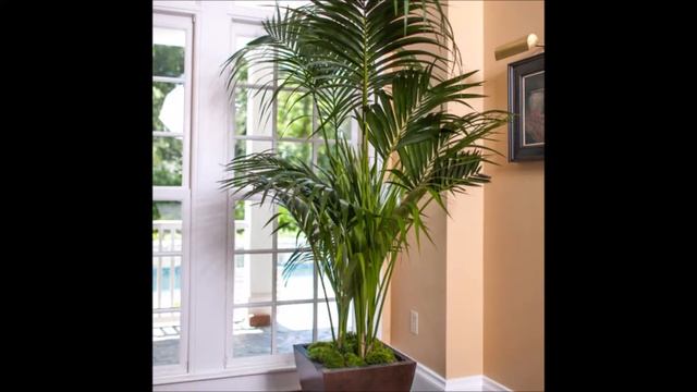 Howea Forsteriana