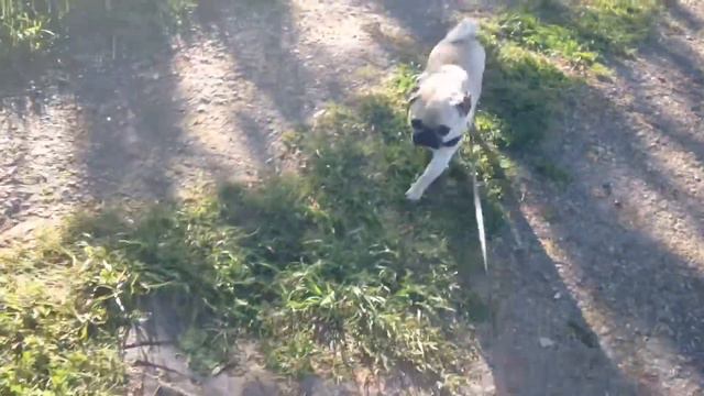 Летние прогулки в 7 утра