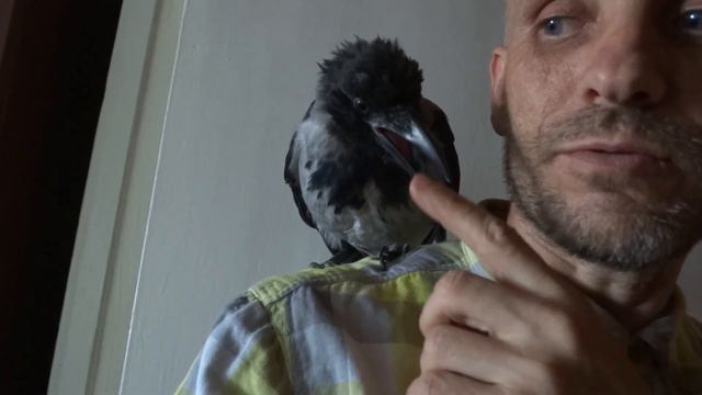 Серая ворона сидит на плече. смотреть онлайн