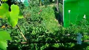 Устойчивые сорта  винограда у нас  - от болезней.
