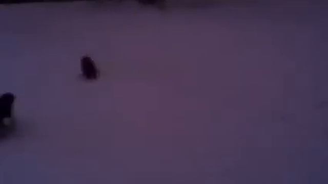 Patterdale Terrier & Mops смотреть онлайн