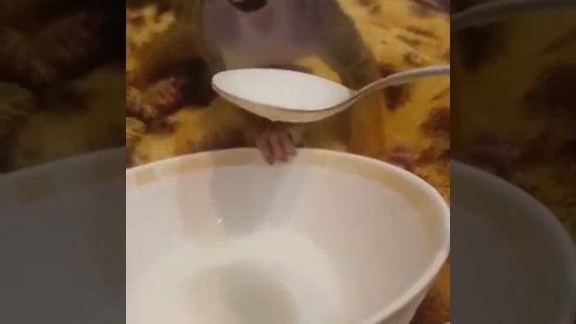 Саймири Антошка из Челябинского зоопарка смотреть онлайн