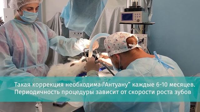 Коррекция прикуса у кролика смотреть онлайн