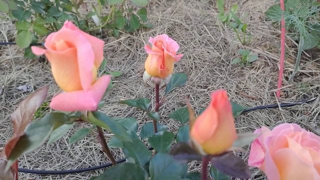 Роза утренней зари❤️☀️. Rosemary Harkness смотреть онлайн