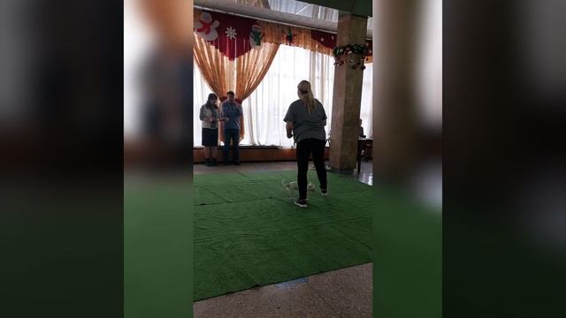 Выставка собак 8.01.2023 год СБОРНИК, питомник чихуахуа Кастропуло Крым смотреть онлайн