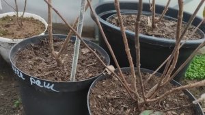 Как зимуют мои метельчатые гортензии в горшках ?? Проверяю черенки?