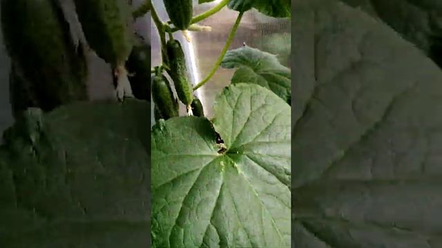 И с огуречный мозаикой можно растить огурцы,! смотреть онлайн