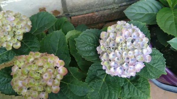 Гортензии Magical Revolution, Скайфол