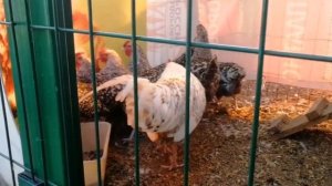 Подселил Петуха к курочкам-молодкам.