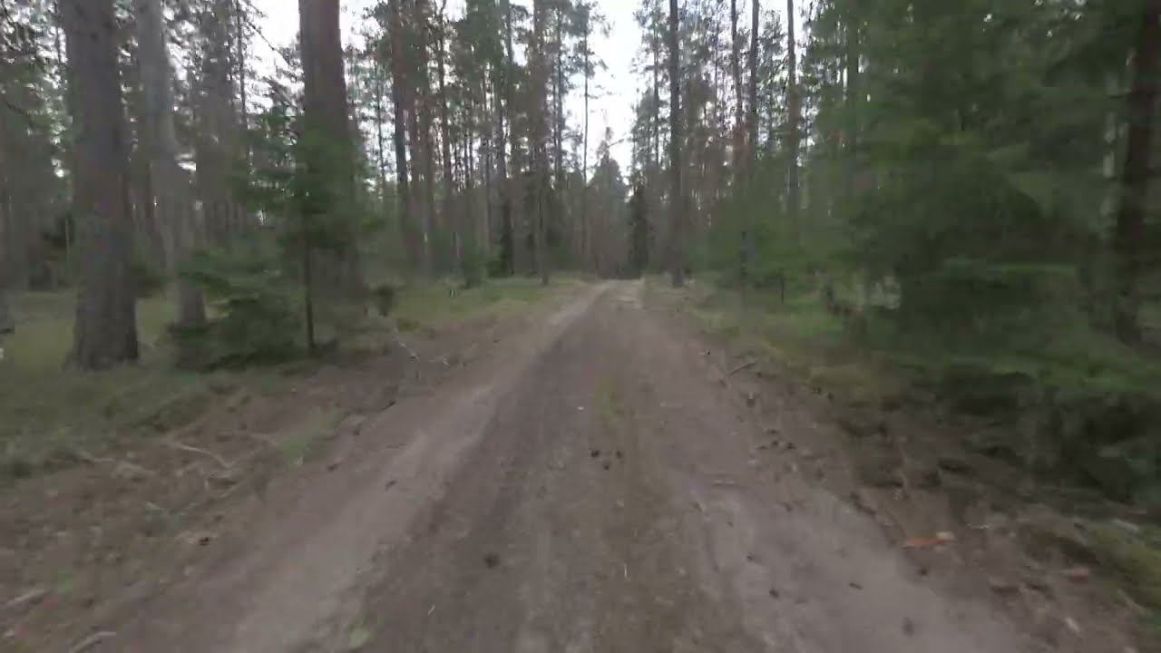 Лес По дороге смотреть онлайн