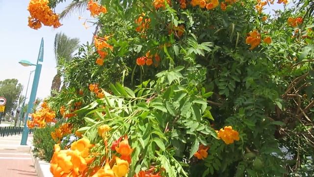 Кампсис укореняющийся (Campsis Radicans)и прекрасный!Кирьят-Ям.Израиль.Kiryat-Yam. Israel.
