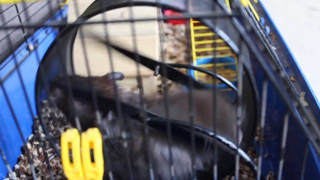 Поёт хорёк Сёма. Поспите, хомяки! смотреть онлайн