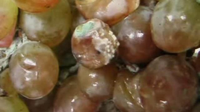 Защита винограда от вредителей и болезней.avi смотреть онлайн