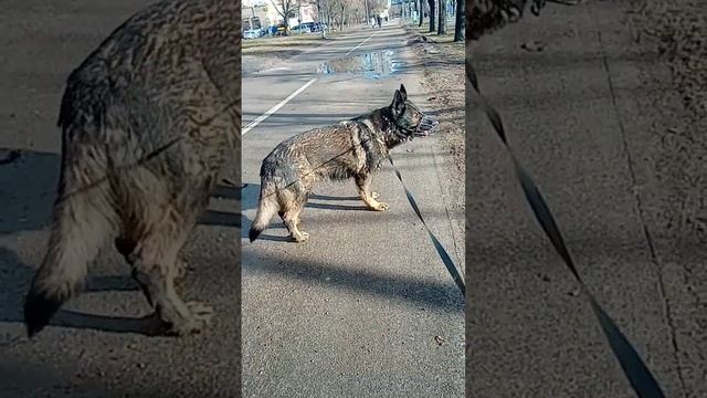 ФРИДА Минск Беларусь СЕРЕБРЯНКА немецкая овчарка 14.02.2023.окрас Зонарный.тип ГДР. смотреть онлайн