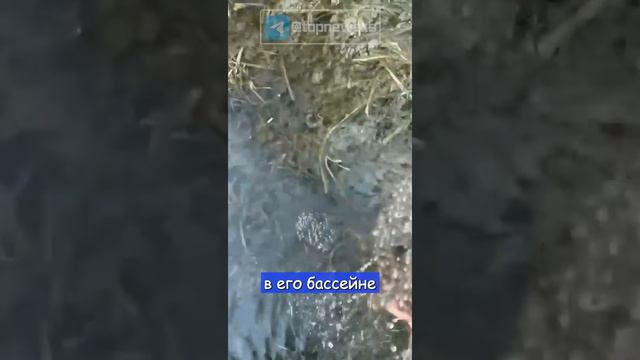 Блогер пытается создать армию лягушек смотреть онлайн