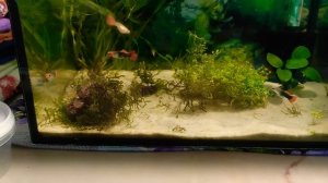 совместимость карликовый тетрадон с гуппи, креветками