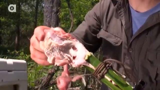 УКУС ГРИФОВОЙ ЧЕРЕПАХИ.Черепаха укусила за руку.Brave Wilderness на русском смотреть онлайн