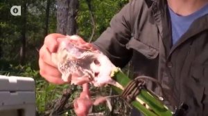 УКУС ГРИФОВОЙ ЧЕРЕПАХИ.Черепаха укусила за руку.Brave Wilderness на русском