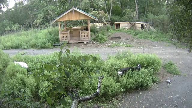 Ксюша с Саирой пасутся прямо перед камерой смотреть онлайн