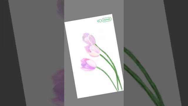 С праздником! (рисовать не умею, говорю сразу, но я старалась) #sotka #биология #огэ #сотка