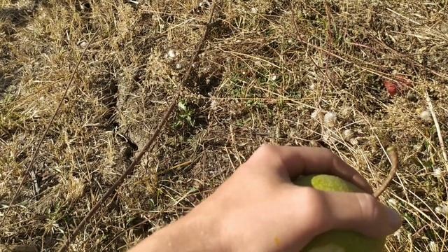 азиатская груша Олимпик смотреть онлайн