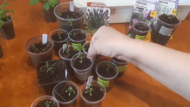 Лаванда из семян. Посев лаванды в Сибири. Прищипка лаванды смотреть онлайн