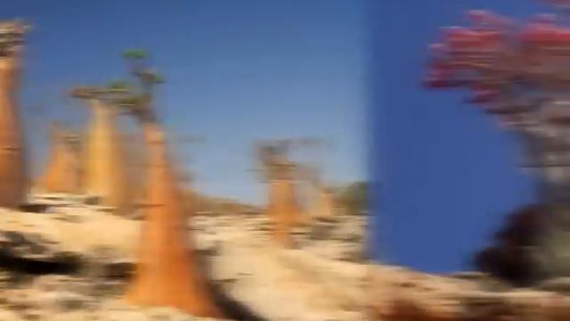 Adenium trees смотреть онлайн