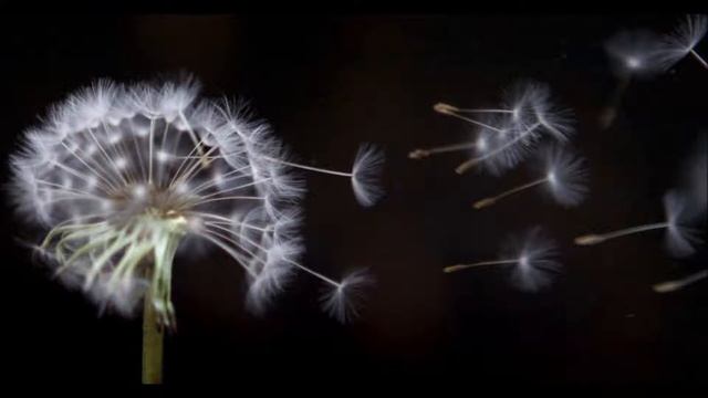 Igreja Peregrina смотреть онлайн